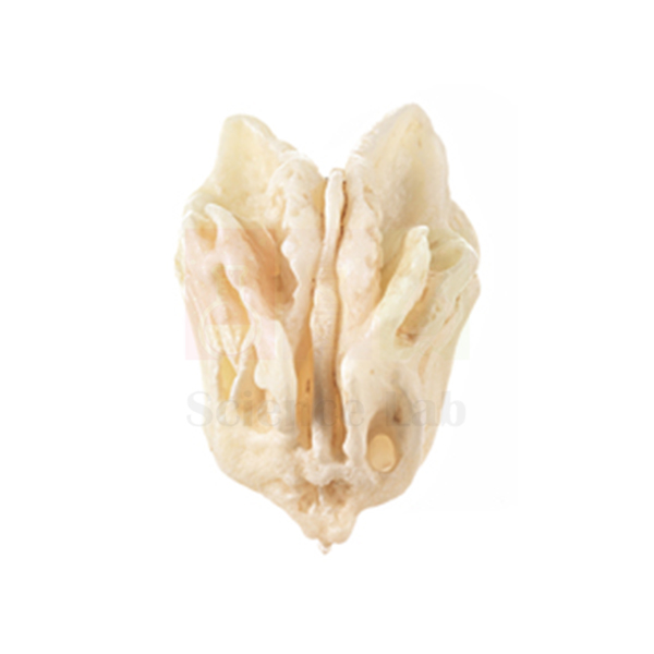 Loose Human Skull Bone, Ethmoid